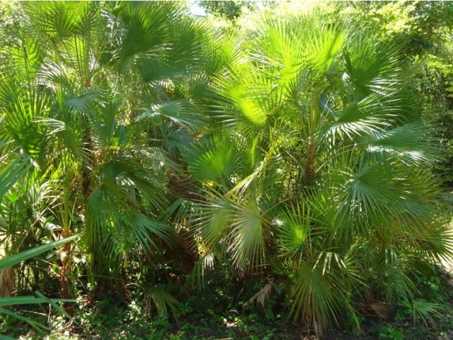 Senderos interpretativos